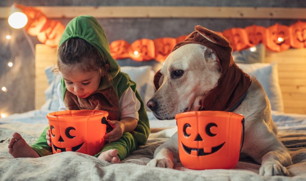 young girl and dog in costumes, inspecting their Halloween candy