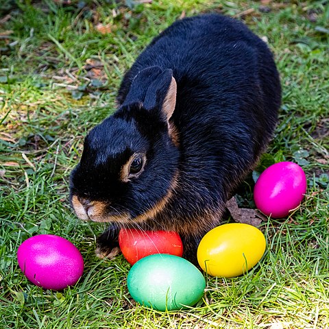 black and brown bunny with dyed Easter eggs