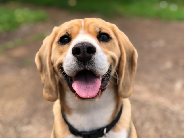 close-up of smiling brown and white dog wearing collar